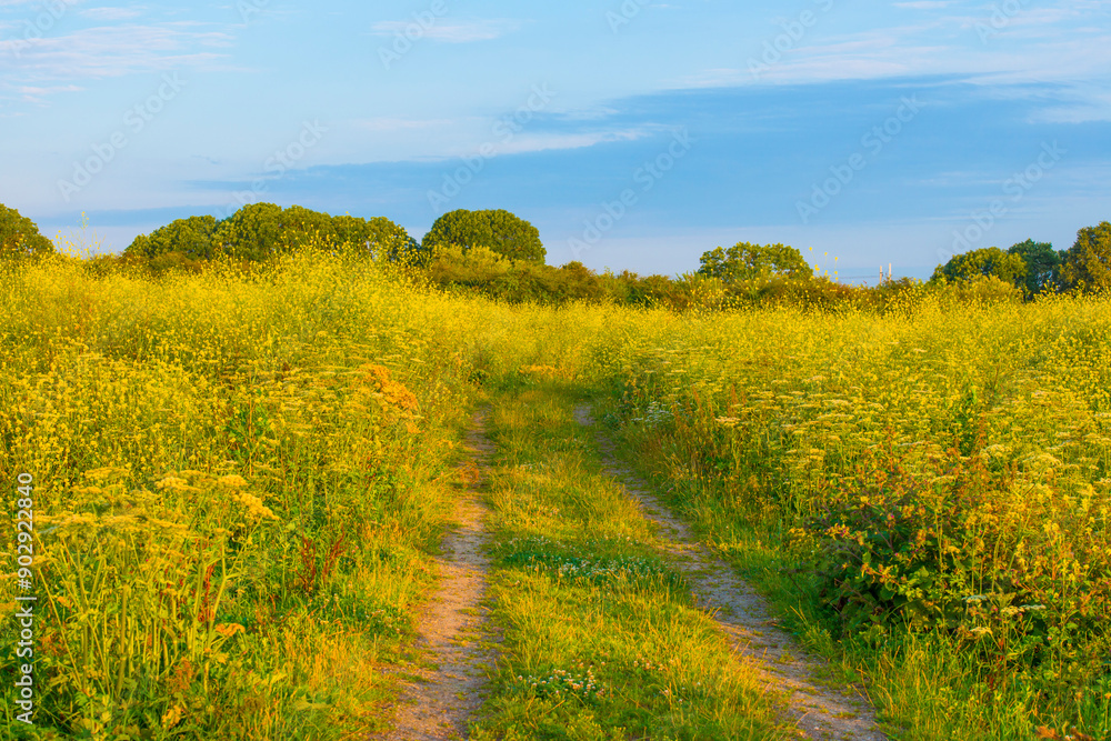 Wild flowers growing in scenic nature under a blue white cloudy sky in sunlight in summer, Almere, Flevoland, The Netherlands, July 30, 2024 Wild flowers growing in scenic nature under a blue white cloudy sky in sunlight in summer, Almere, Flevoland, The Netherlands, July 30, 2024