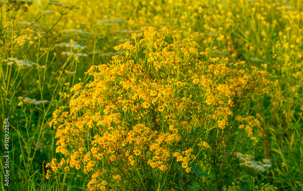 Wild flowers growing in scenic nature under a blue white cloudy sky in sunlight in summer, Almere, Flevoland, The Netherlands, July 30, 2024 Wild flowers growing in scenic nature under a blue white cloudy sky in sunlight in summer, Almere, Flevoland, The Netherlands, July 30, 2024
