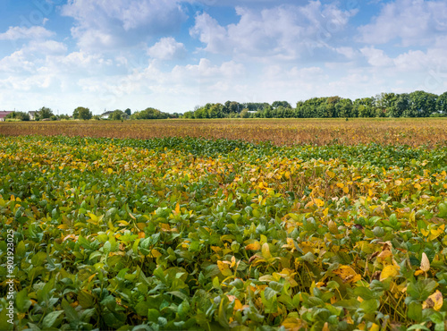 Yellow-green leaves plots with lines in soybean field close-up, soybean ripen...