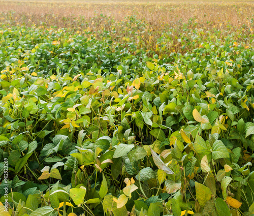 soybean ripening, yellow-green leaves