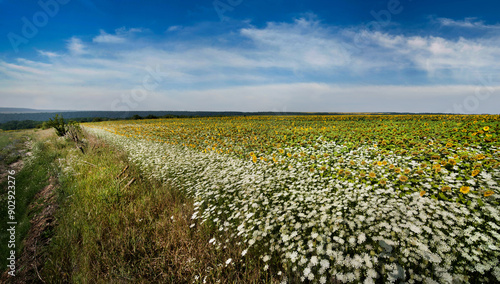 rural landscape panorama with white wild carrot flowers and sunflower field a...