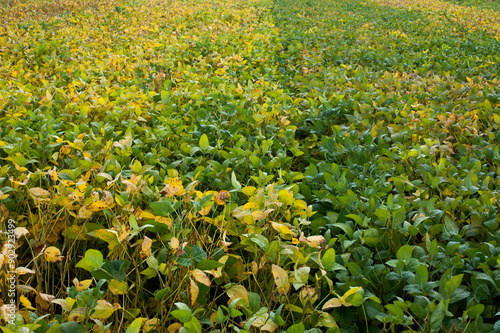 lines of soybean plantations, varieties with different ripening periods