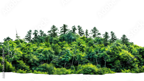 una foresta lussureggiante con una varietà di alberi e piante verdi. La vegetazione è fitta e rigogliosa, creando un ambiente naturale e sereno. Su sfondo trasparente, cut-out. photo