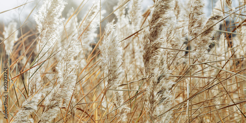 Fotografi Natural autumn banner from dry reeds grass and blue sky, plants growing on lake at sunlight