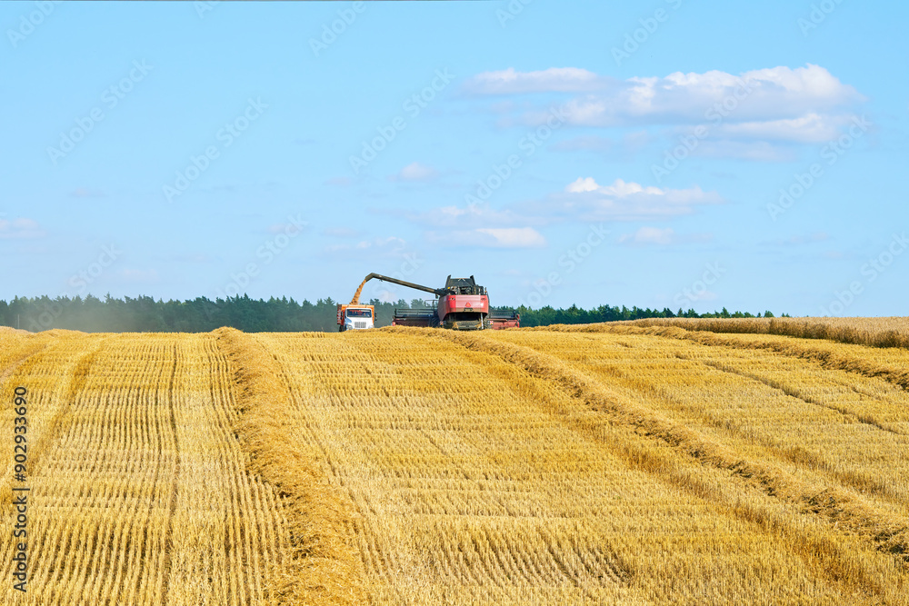 Fototapeta premium Combine harvester loading truck with grain, wheat harvest operation. Agricultural machines at the harvest. Combine loading wheat into the truck.