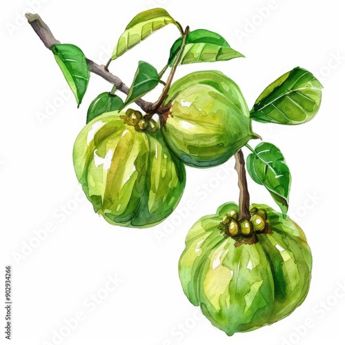 Vibrant Watercolor Illustration of Fresh Garcinia Cambogia Atroviridis Fruit, a Superfood Rich in Antioxidants photo