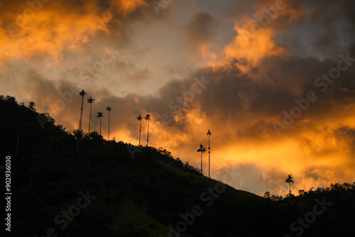 Valle de Cocora, Salento, Colombia.