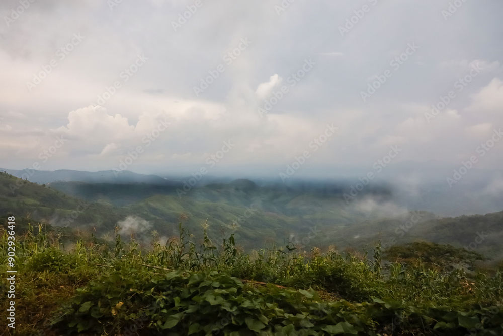 View of fog in forest on top tree in mountain at thailand View of fog in forest on top tree in mountain at thailand
