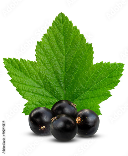 Several fresh blackcurrant berries isolated on a transparent background.