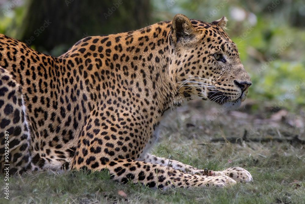 Sri Lankan leopard Sri Lankan leopard