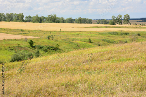 a field with a field of dry grass and trees in the background