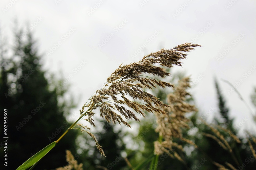 Wheat Wheat