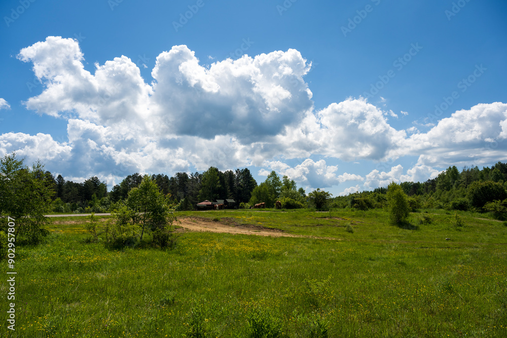 A herd of cows in a meadow.
A herd of cows in a meadow.