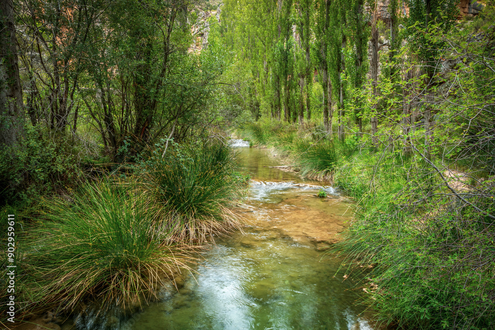 View of a wooded section of the Ebron river strait trail, Teruel, Aragon, Spain, with lots of riverside vegetation View of a wooded section of the Ebron river strait trail, Teruel, Aragon, Spain, with lots of riverside vegetation