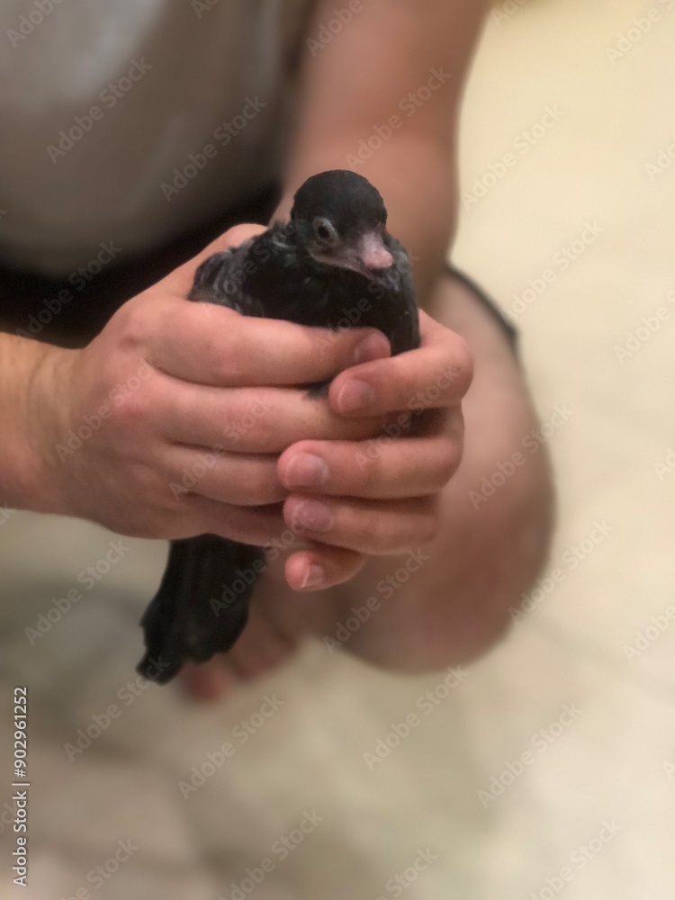 Baby pigeon in the hands of man Baby pigeon in the hands of man