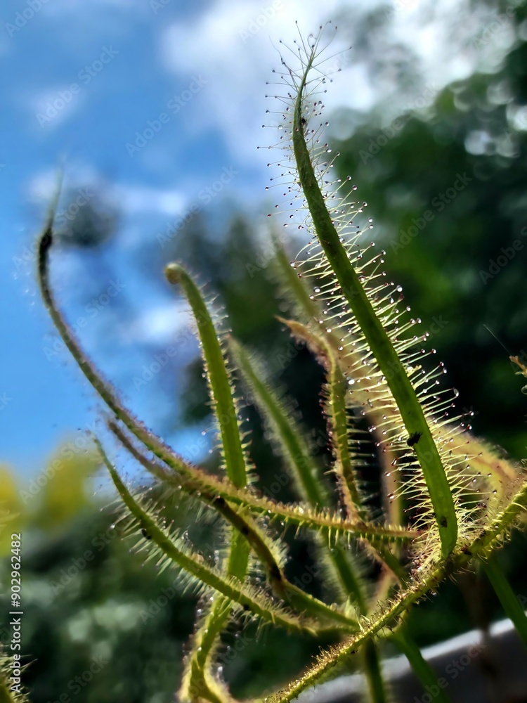 close up of sundew carnivorous plant close up of sundew carnivorous plant