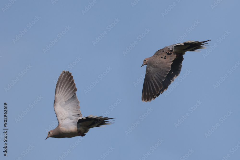 Obraz premium Two Mourning doves in flight