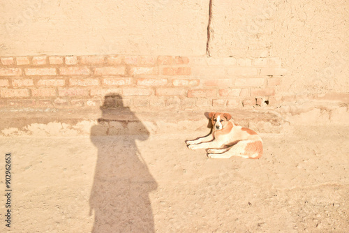 Dog, Khiva, Uzbekistan photo