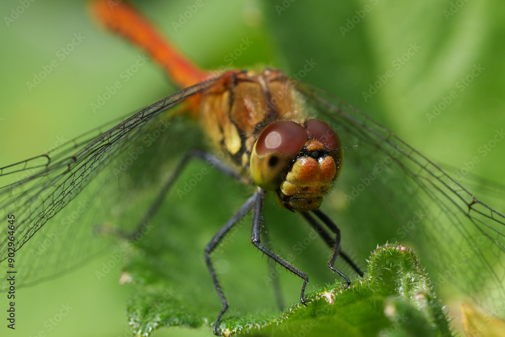 Facial closeup on a young , not fully colored male Ruddy Darter, Sympetrum sanguineum in a meadow Facial closeup on a young , not fully colored male Ruddy Darter, Sympetrum sanguineum in a meadow