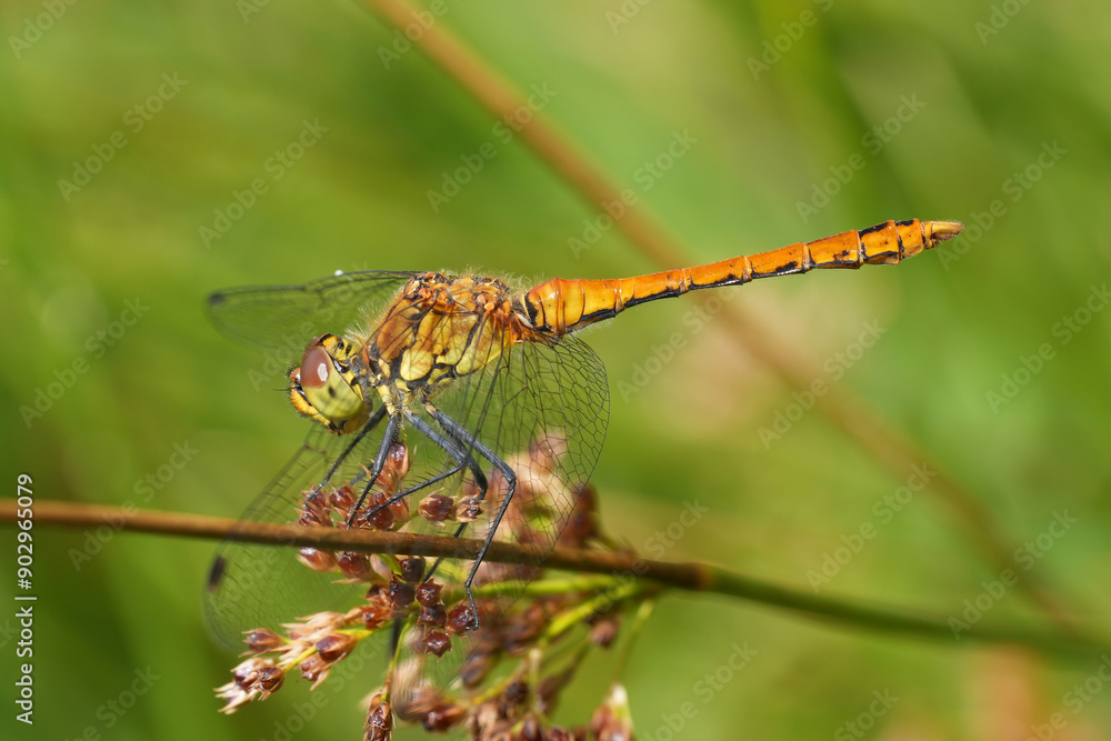 Full body closeup on a young male Ruddy darter, SYmpetrum sangiuneum against a green background Full body closeup on a young male Ruddy darter, SYmpetrum sangiuneum against a green background