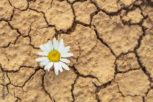 There is a chamomile flower on the cracked ground. Drought and delicate flower