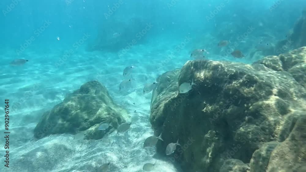 Underwater view of fish on the rocks in the Mediterranean Sea.
Underwater view of fish on the rocks in the Mediterranean Sea.