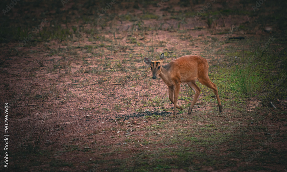 Deer come out to search for food on the edge of the forest near the Lam Takhong tent area, Khao Yai National Park, a World Heritage forest area, Thailand. Deer come out to search for food on the edge of the forest near the Lam Takhong tent area, Khao Yai National Park, a World Heritage forest area, Thailand.