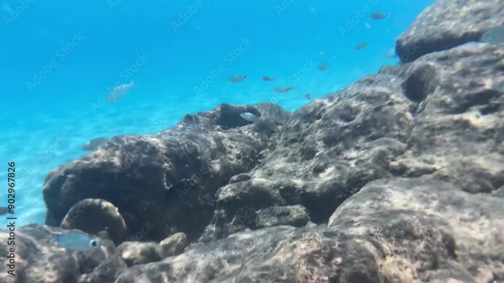 Underwater view of fish on the rocks in the Mediterranean Sea.
Underwater view of fish on the rocks in the Mediterranean Sea.