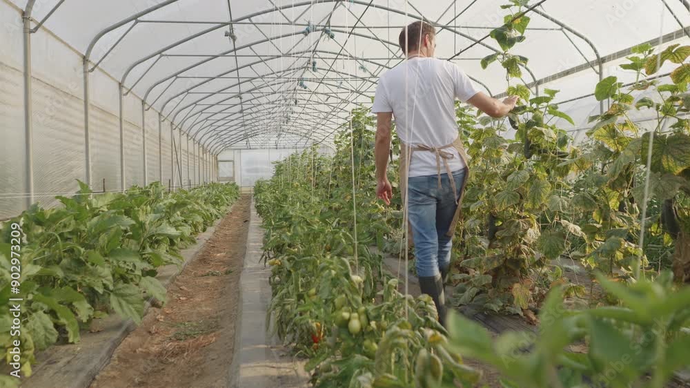 Caucasian man walking in hothouse aisle, observing organic vegetable crops wide shot with copy space. Greenhouse worker checking plants growth back view Caucasian man walking in hothouse aisle, observing organic vegetable crops wide shot with copy space. Greenhouse worker checking plants growth back view