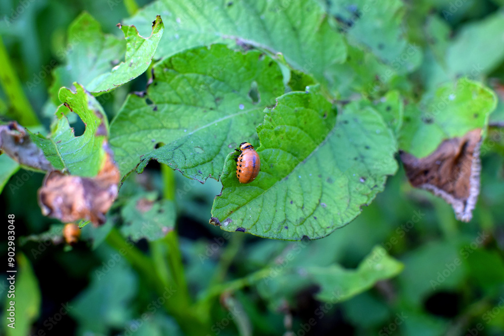 Colorado potato beetle larva on a potato leaf Colorado potato beetle larva on a potato leaf