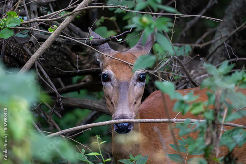 Doe Deer In the Woods, Deer, Deer in Woods, Deer Eating Leaves
