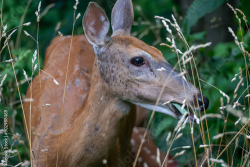 Doe Deer In the Woods, Deer, Deer in Woods, Deer Eating Leaves