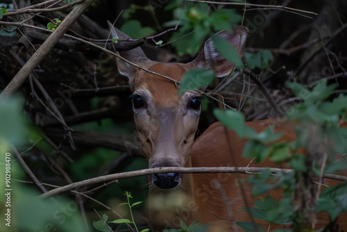 Doe Deer In the Woods, Deer, Deer in Woods, Deer Eating Leaves