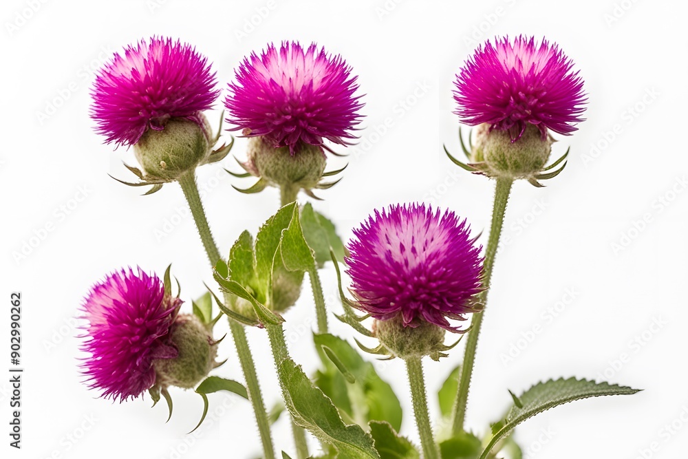 Globe amaranth flower on white background, AI Generated Globe amaranth flower on white background, AI Generated