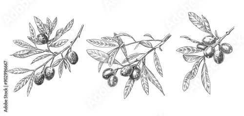 Engraved olive branch. Sketch branches with leaves and blossoms, hand drawn olives design element. Agricultural ripe plant or fruit isolated on white background illustration set