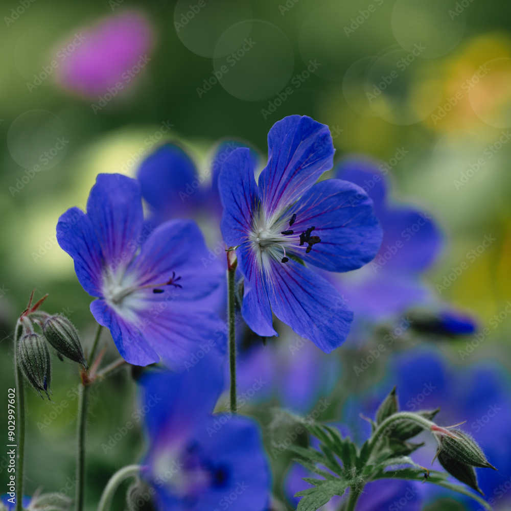 Abstract natural background with blooming flowers and foliage, garden Abstract natural background with blooming flowers and foliage, garden