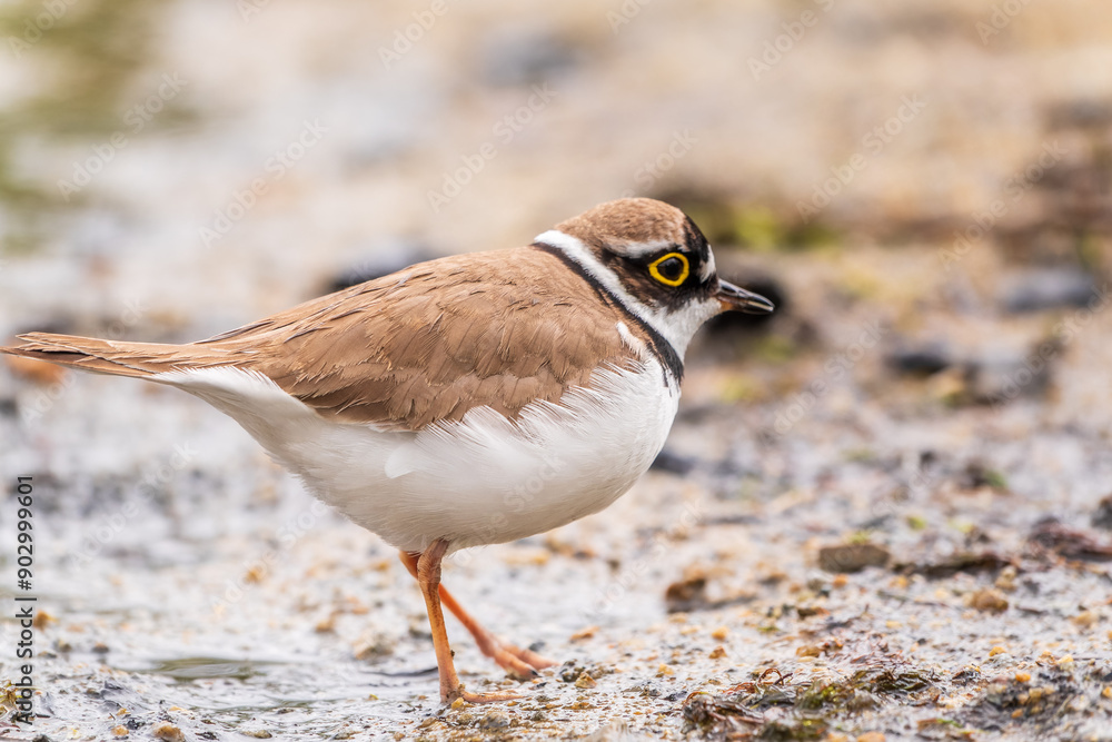 Little ringed plover (Charadrius dubius), bird standing on the lake shore Little ringed plover (Charadrius dubius), bird standing on the lake shore