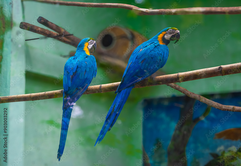 Obraz premium blue and yellow pair of macaws.
