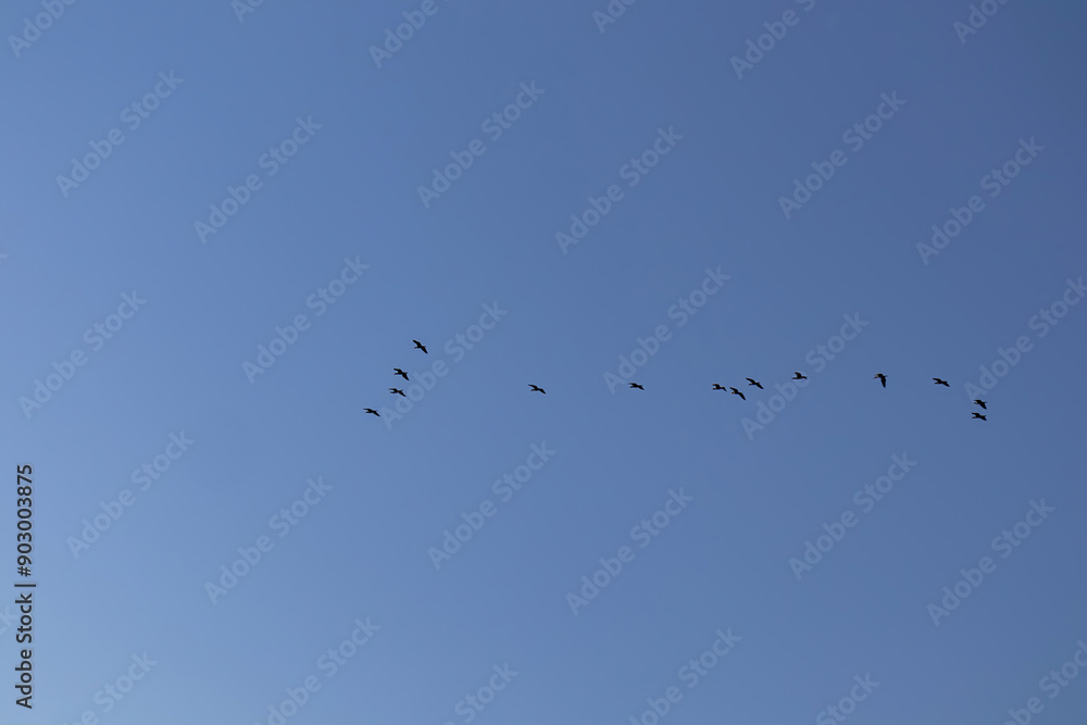 Obraz premium Flock of cormorant birds with blue background flying at sunrise in Lake Skadar National Park near Virpazar, Bar, Montenegro, Balkans, Europe. Bird watching in wilderness. Freedom concept