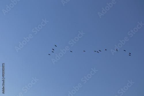 Wallpaper Mural Flock of cormorant birds with blue background flying at sunrise in Lake Skadar National Park near Virpazar, Bar, Montenegro, Balkans, Europe. Bird watching in wilderness. Freedom concept Torontodigital.ca