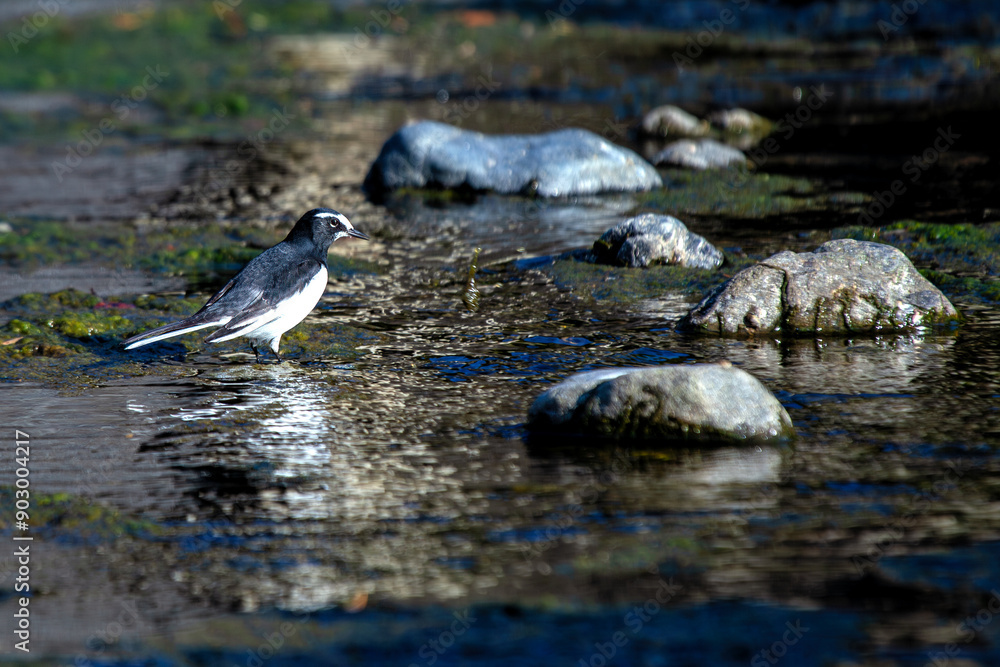 Japanese Wagtail (Motacilla grandis) in Japan