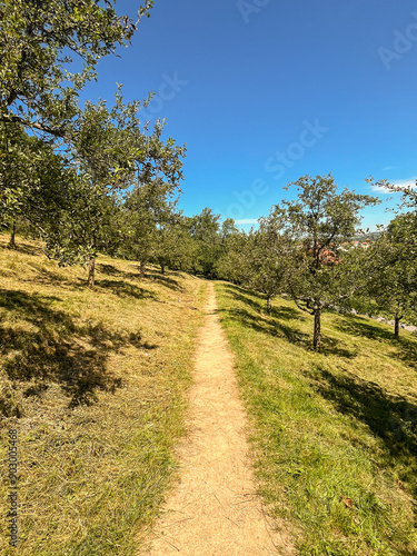 Orchard in the countryside