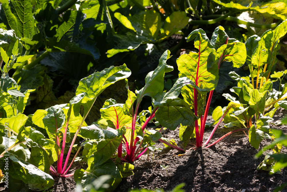 Mangold Beet, Gemüse anbauen, Gemüsegarten, Blattgemüse ,