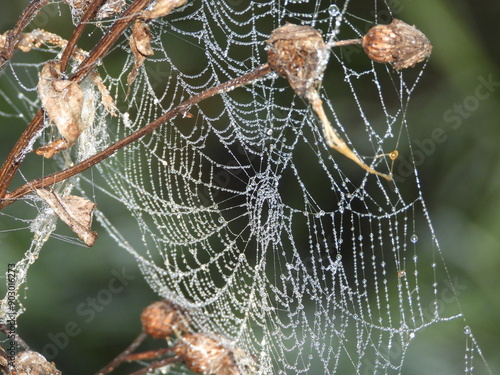 spider web with dew drops