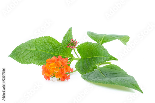 Latana camara flower close up on white background.