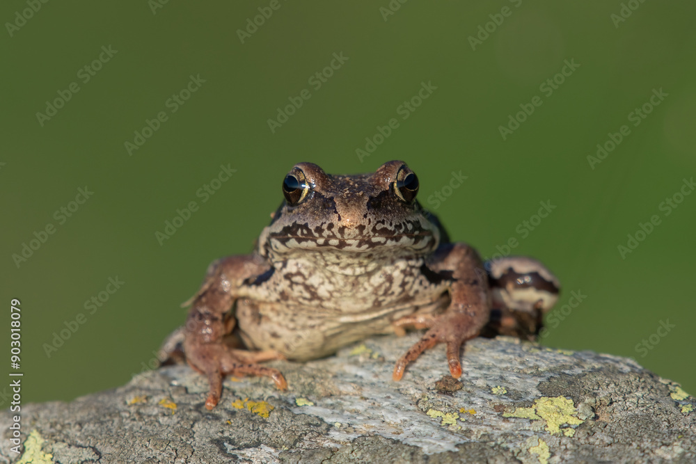 Close-up portrait of a Common frog or grass frog (Rana temporaria), also known as the European common frog, perching on a stone, against uniform green background, Alps, italy.