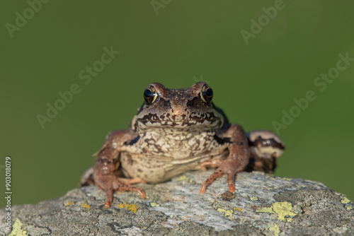 Obraz na płótnie Close-up portrait of a Common frog or grass frog (Rana temporaria), also known as the European common frog, perching on a stone, against uniform green background, Alps, italy. w salonie