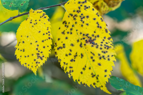 Spots on yellow leaf with disease coccomycosis on tree. Damaged leaf of stone-fruit close-up. Black holes on foliage epidermis plants. Caused by the ascomycete fungus blumeriella jaapii on leaves.