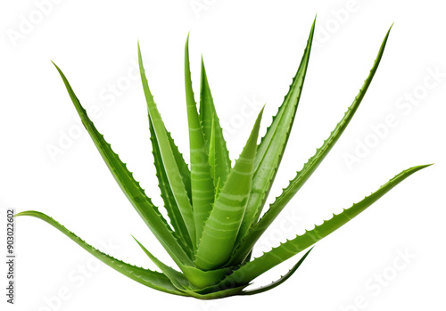 PNG Aloe vera plant xanthorrhoeaceae white background bromeliaceae. photo