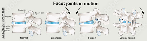 Foto The mobility of the lumbar vertebrae